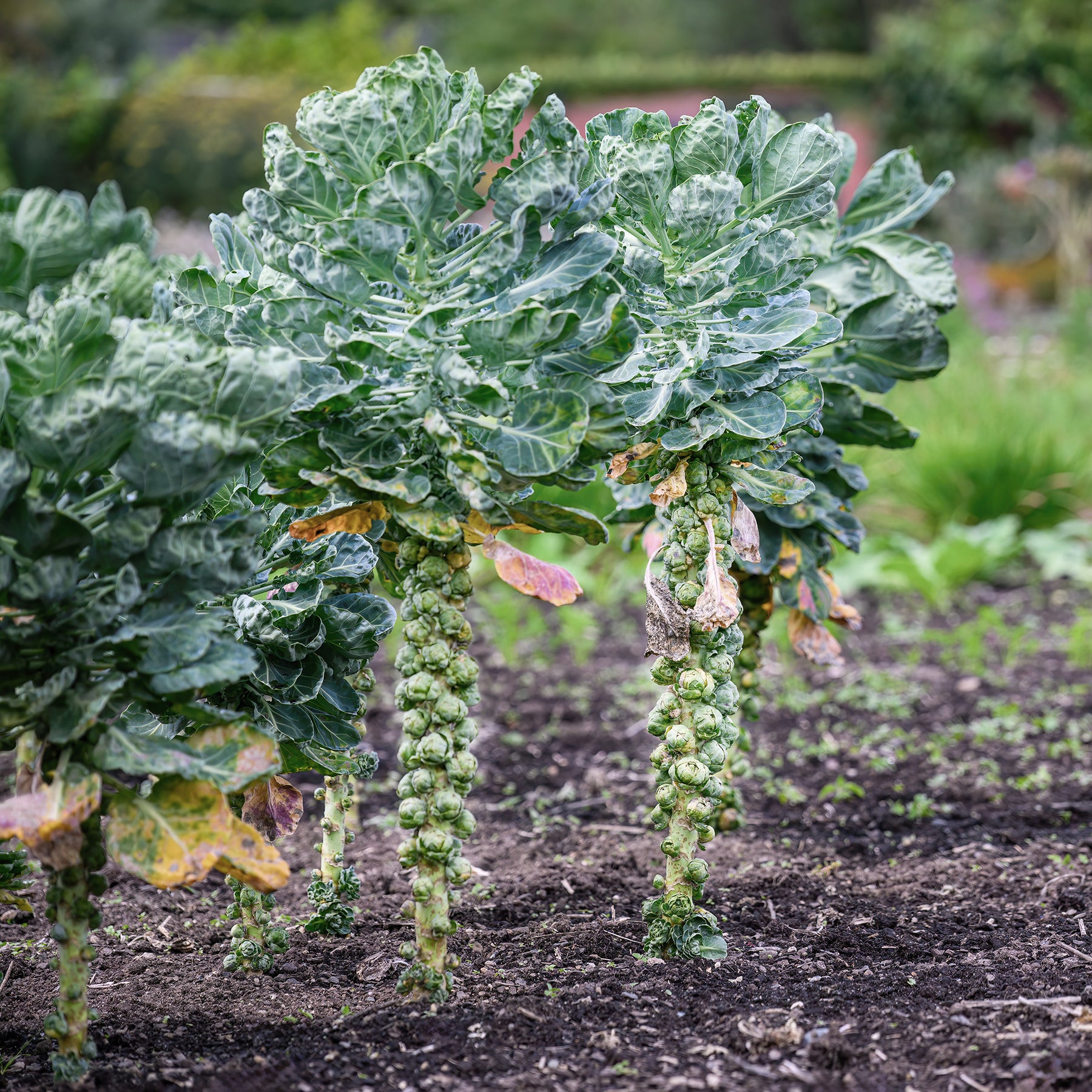 Spruiten Bright F1 - Willemse