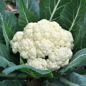 Bloemkool Novia F1 - Willemse