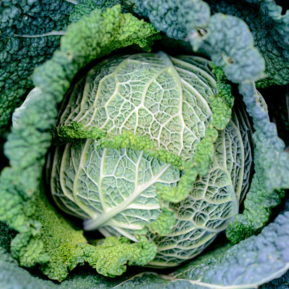 Brassica oleracea sabauda Manon F1 - Savooiekool Manon F1 - Moestuinplanten