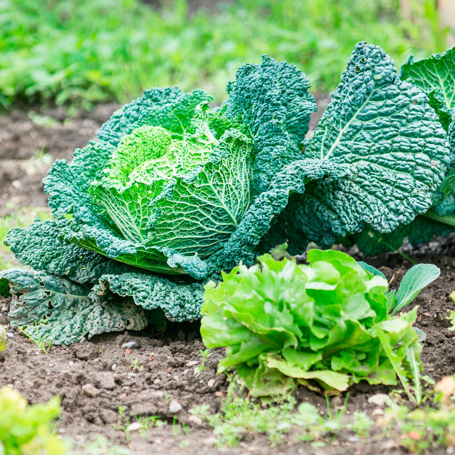 Savooiekool Manon F1 - Brassica oleracea sabauda Manon F1 - Willemse