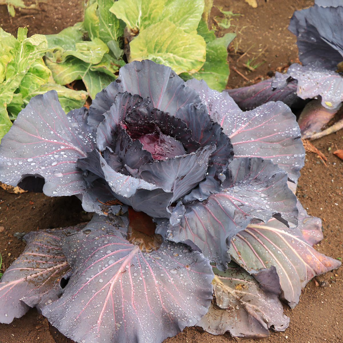 Moestuinplanten - Rode kool Fuego F1 - Brassica oleracea capitata Fuego F1