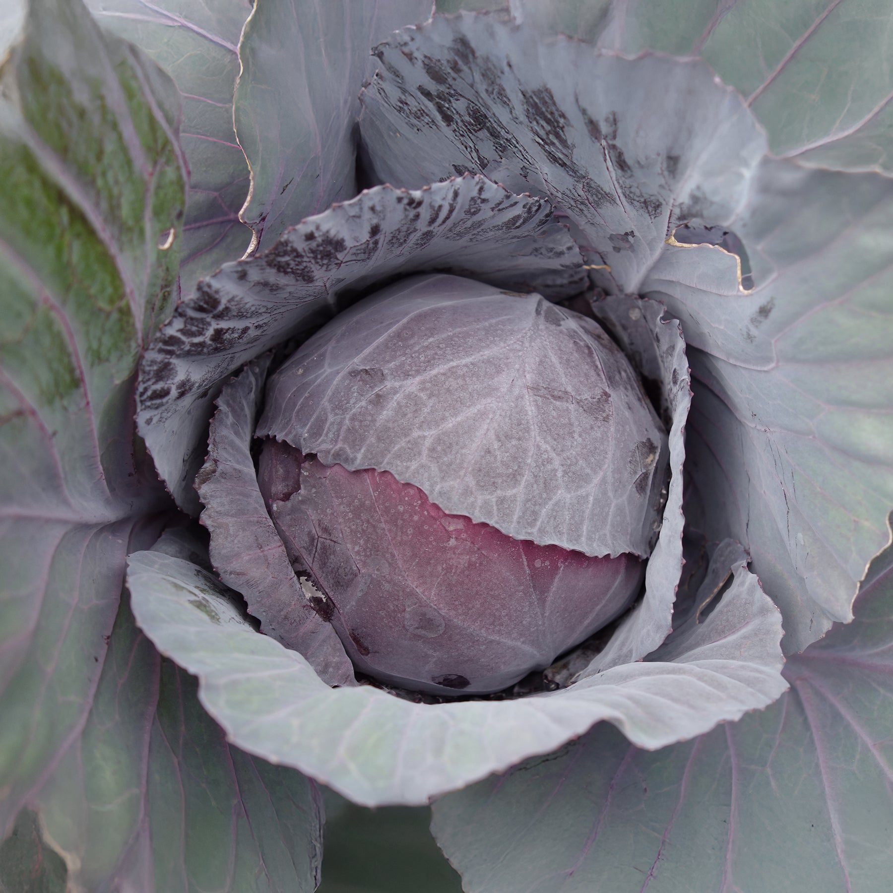 Rode kool Fuego F1 - Brassica oleracea capitata Fuego F1 - Willemse