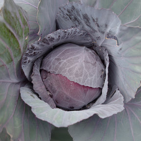 Rode kool Fuego F1 - Brassica oleracea capitata Fuego F1 - Willemse