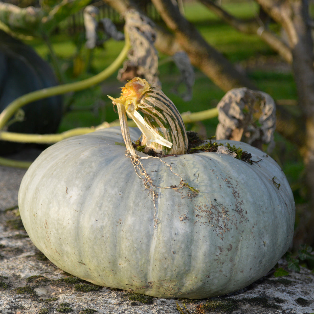 Pompoen Bleu de Hongrie - Cucurbita maxima Bleu de Hongrie - Willemse