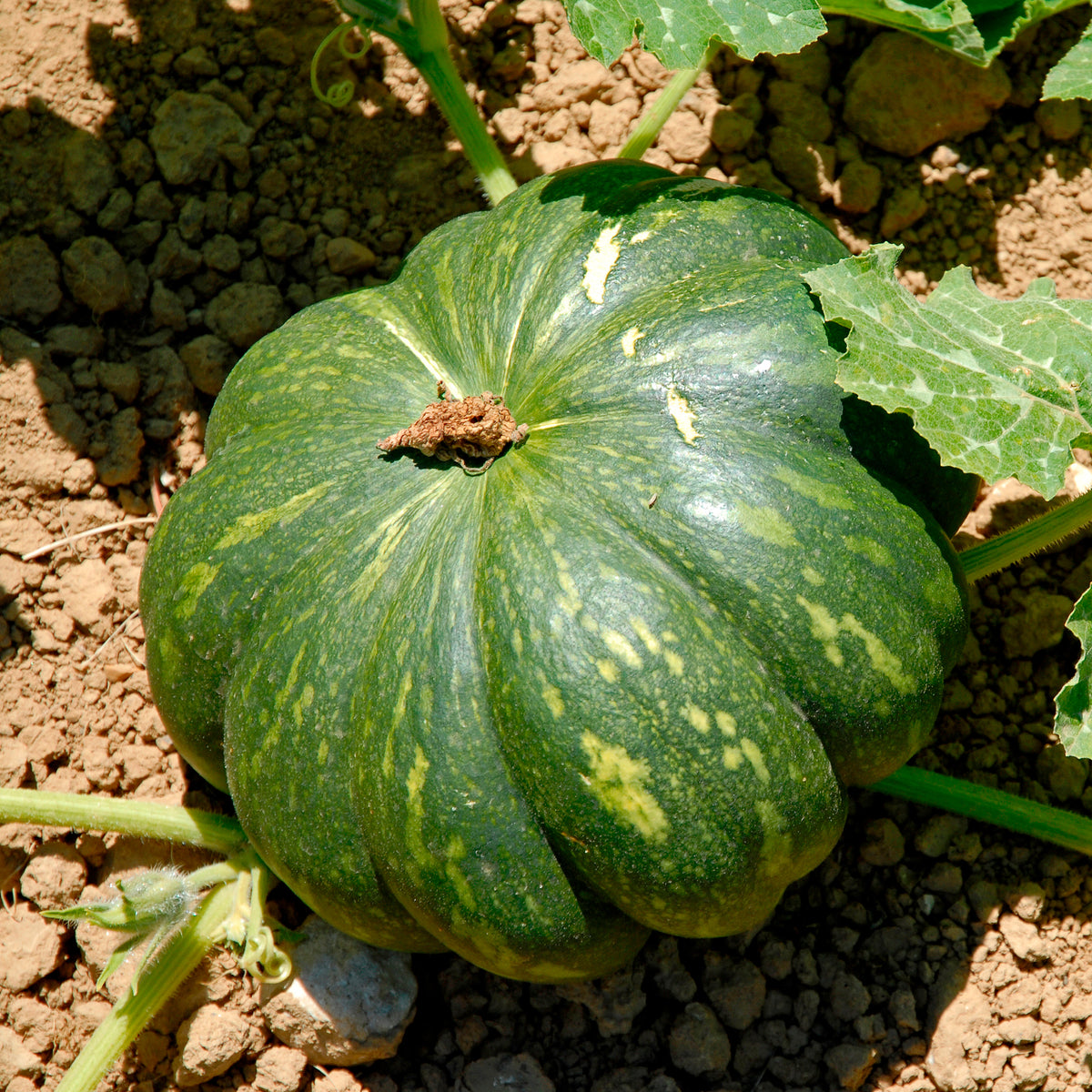 Muskaatpompoen Musqué de provence - Willemse