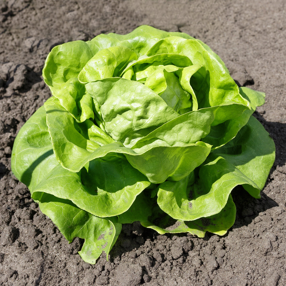 Kropsla Justine - Willemse