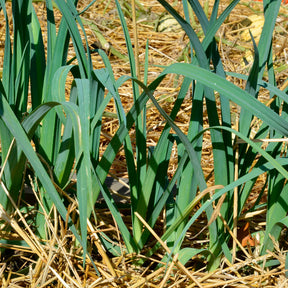 Prei Bleu de Solaise - Willemse