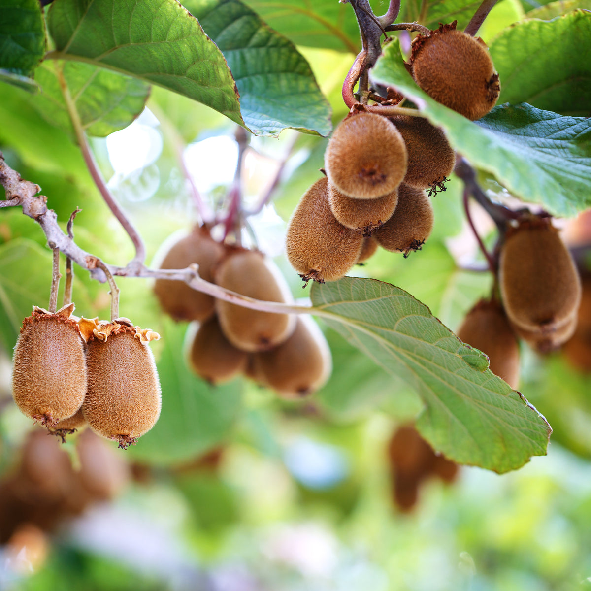 Gele kiwi Herma® - Willemse