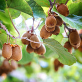 Gele kiwi Herma® - Willemse