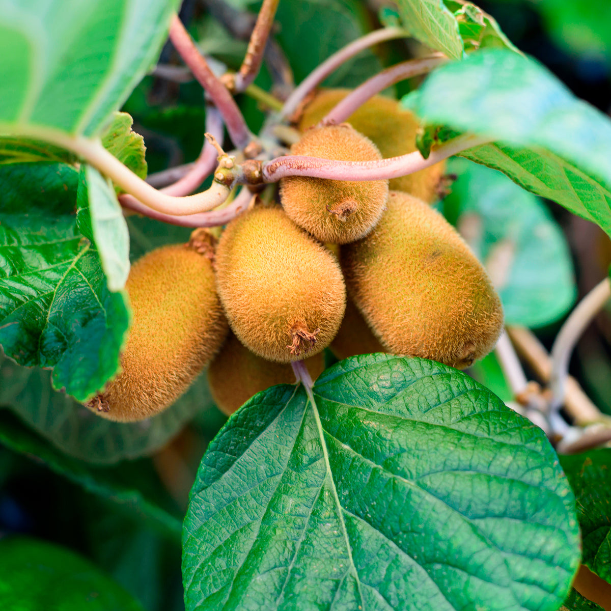 Kiwi Solo - Willemse