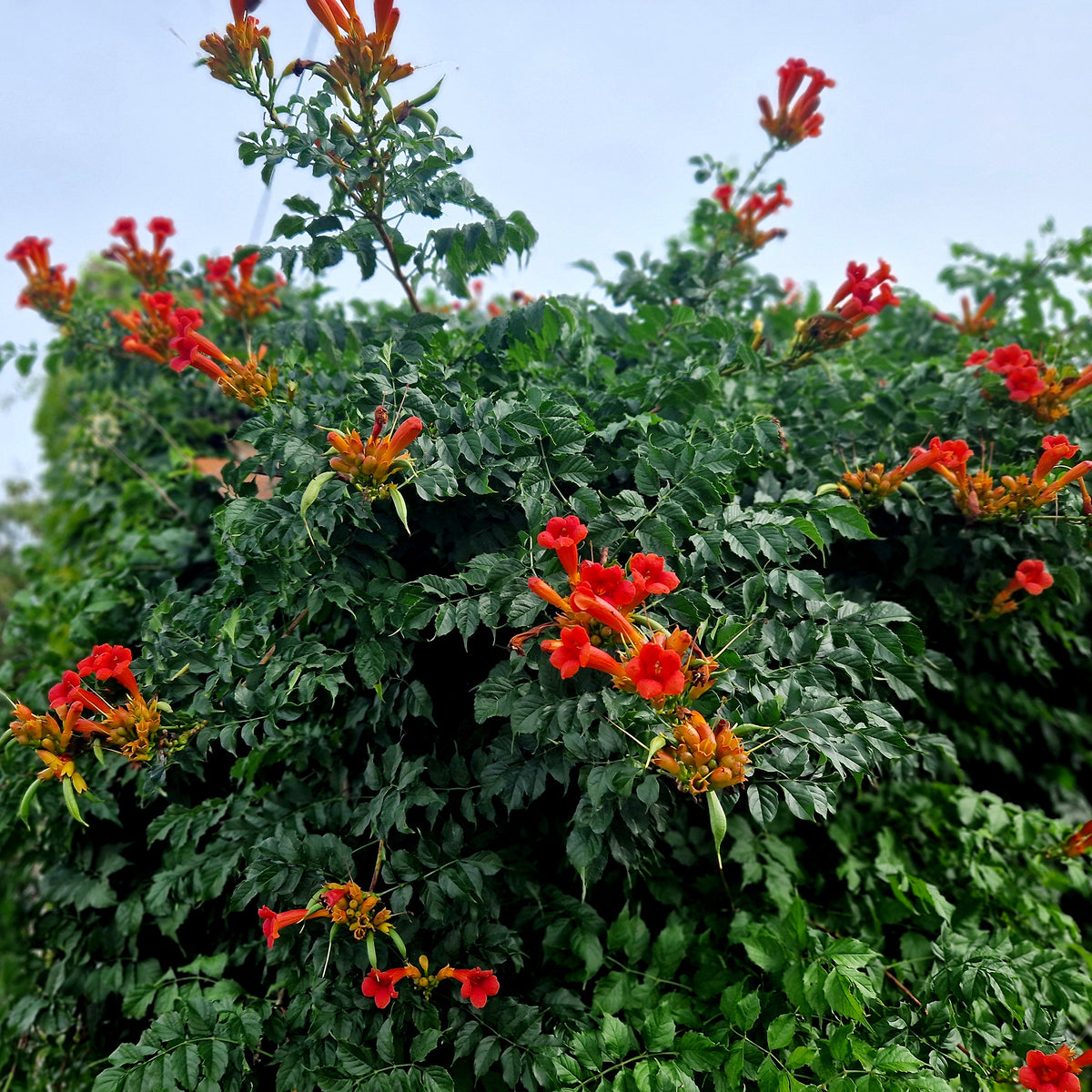 Trompetbloem Ebony & Red® Mincamroug - Willemse