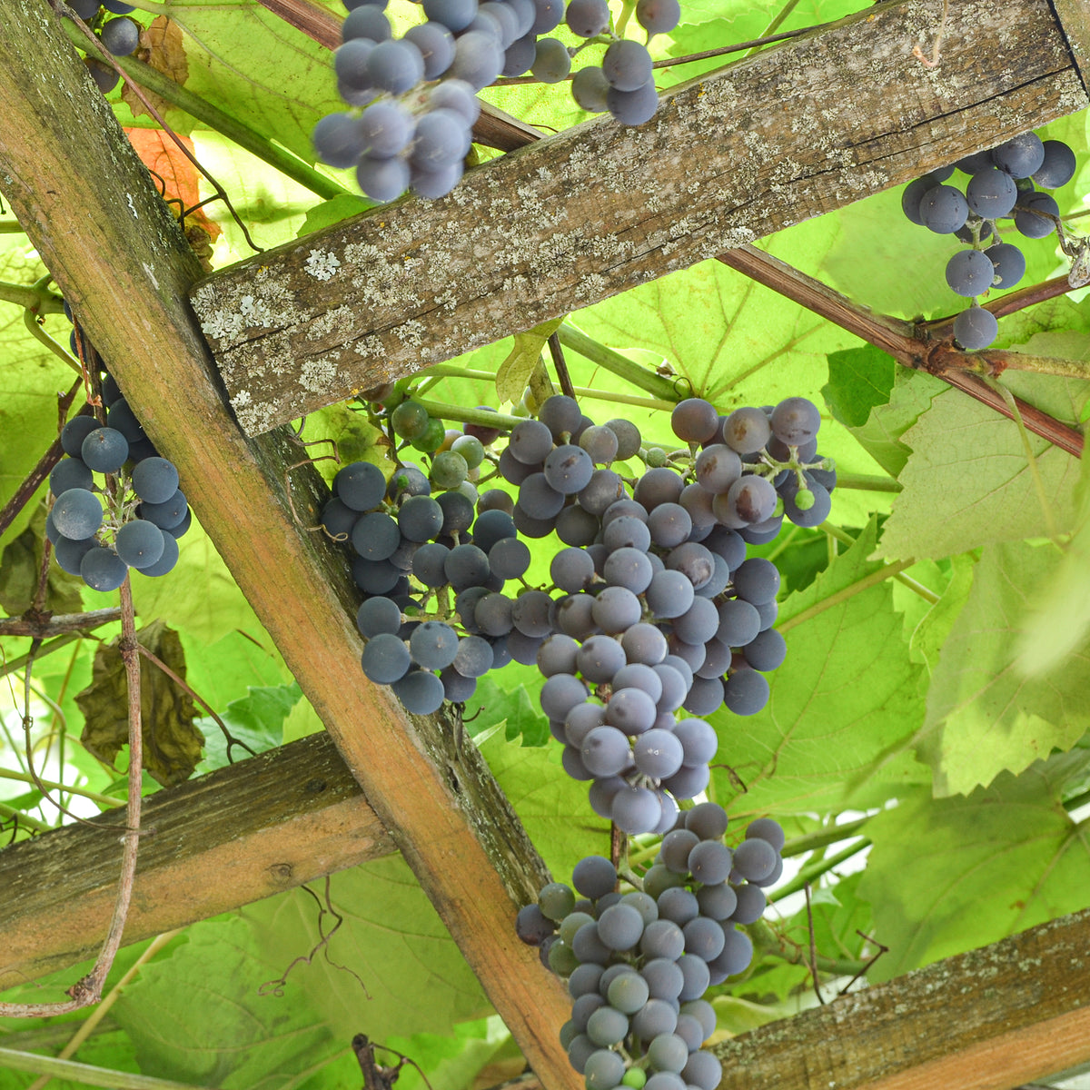 Druif Isabella - Vitis vinifera Isabella - Willemse