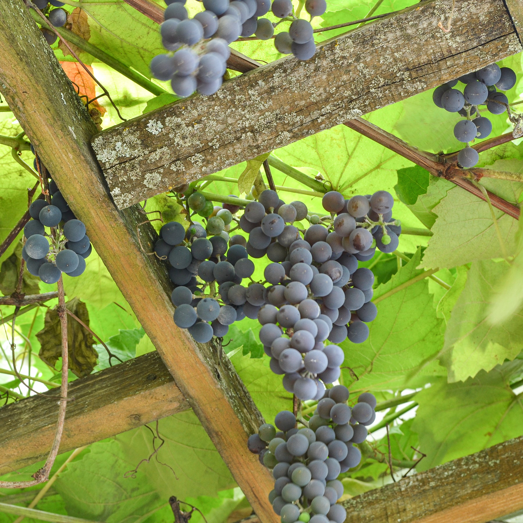 Druif Isabella - Vitis vinifera Isabella - Willemse