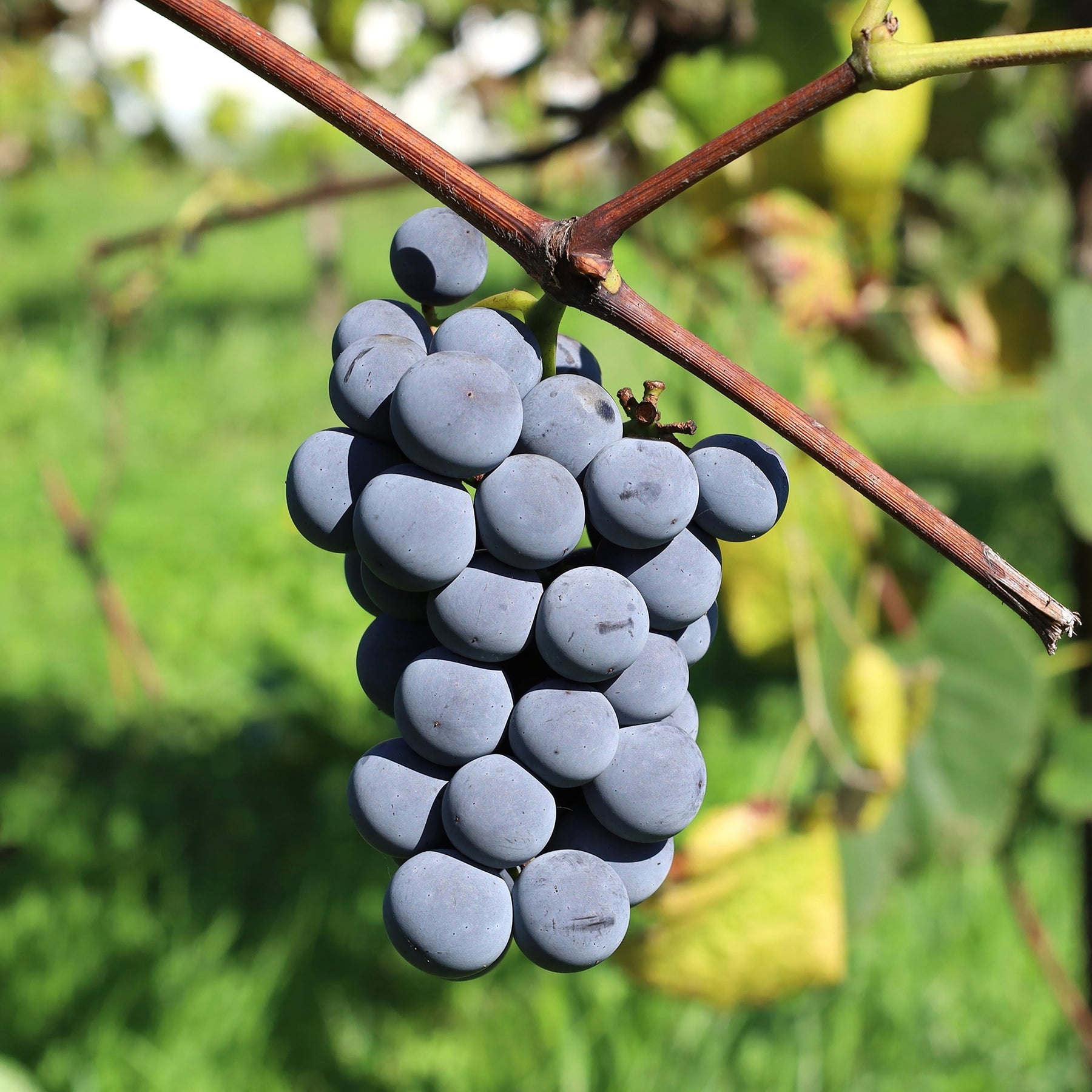 Druif Isabella - Willemse