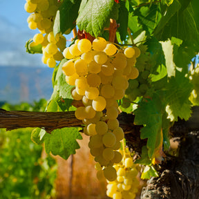 Druif Noha - Willemse