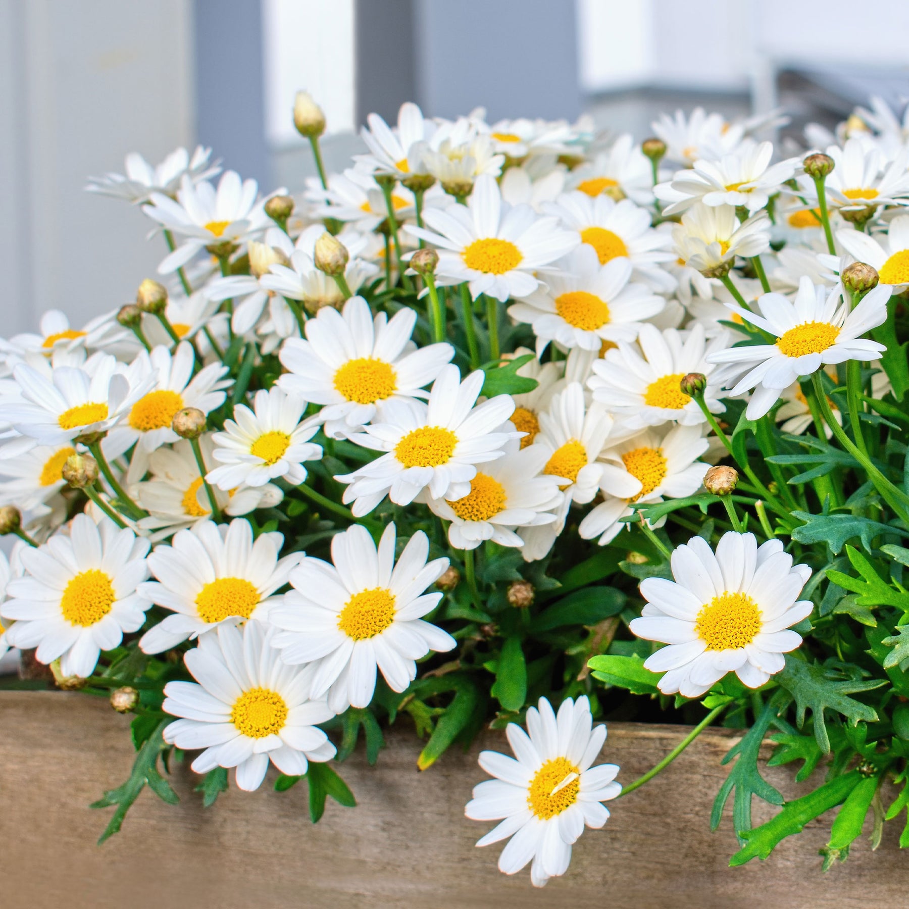 Struikmargriet