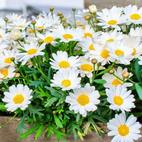 Struikmargriet