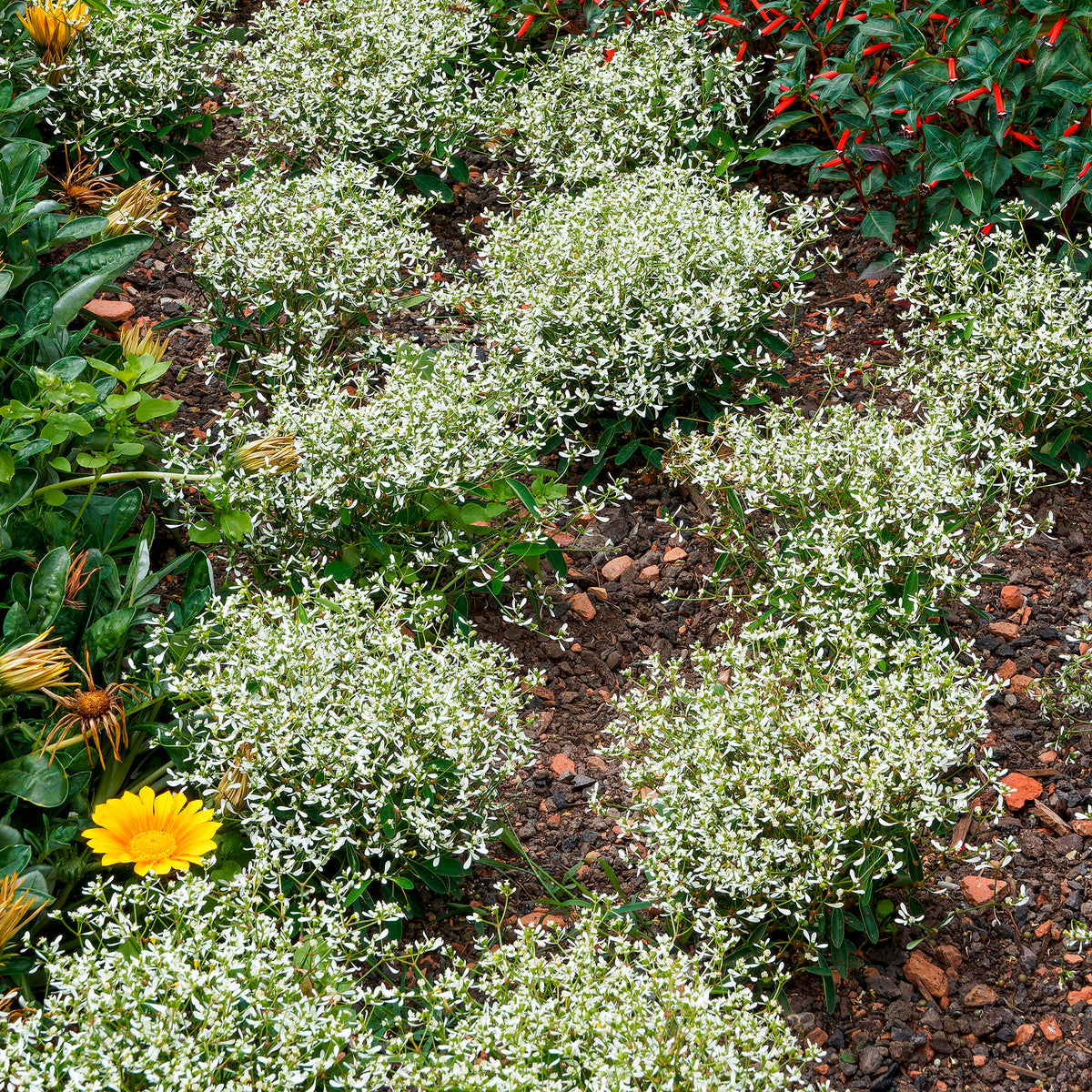 Wolfsmelk Diamond Frost