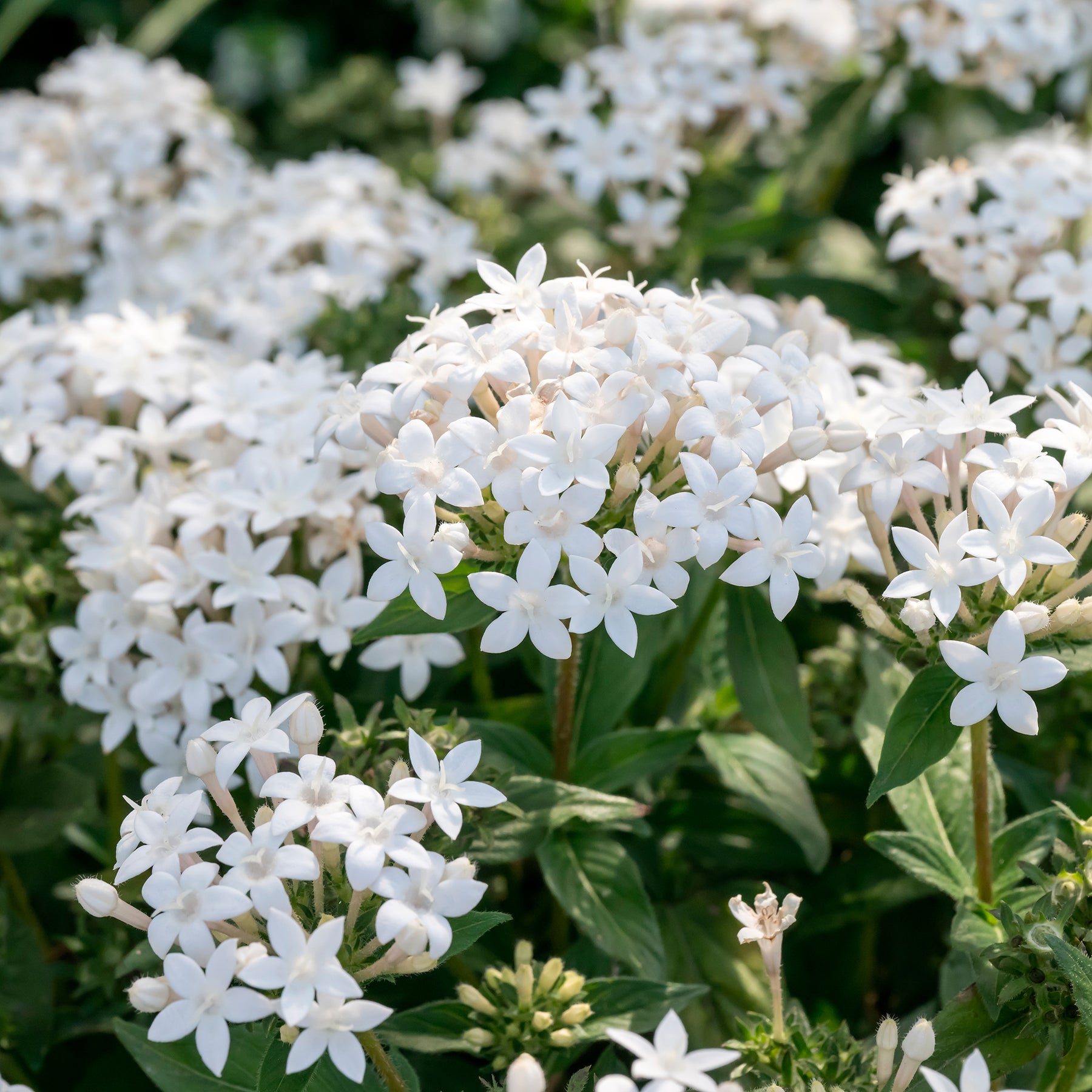 Witte pentas - Egyptische sterbloem - Willemse