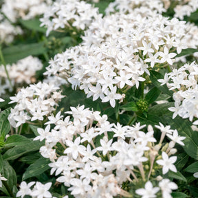 Witte pentas - Egyptische sterbloem - Pentas lanceolata - Willemse