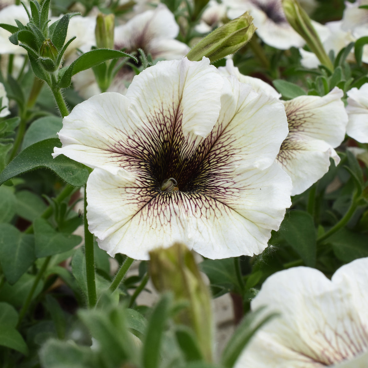 Tuinpetunia - Petunia - Willemse