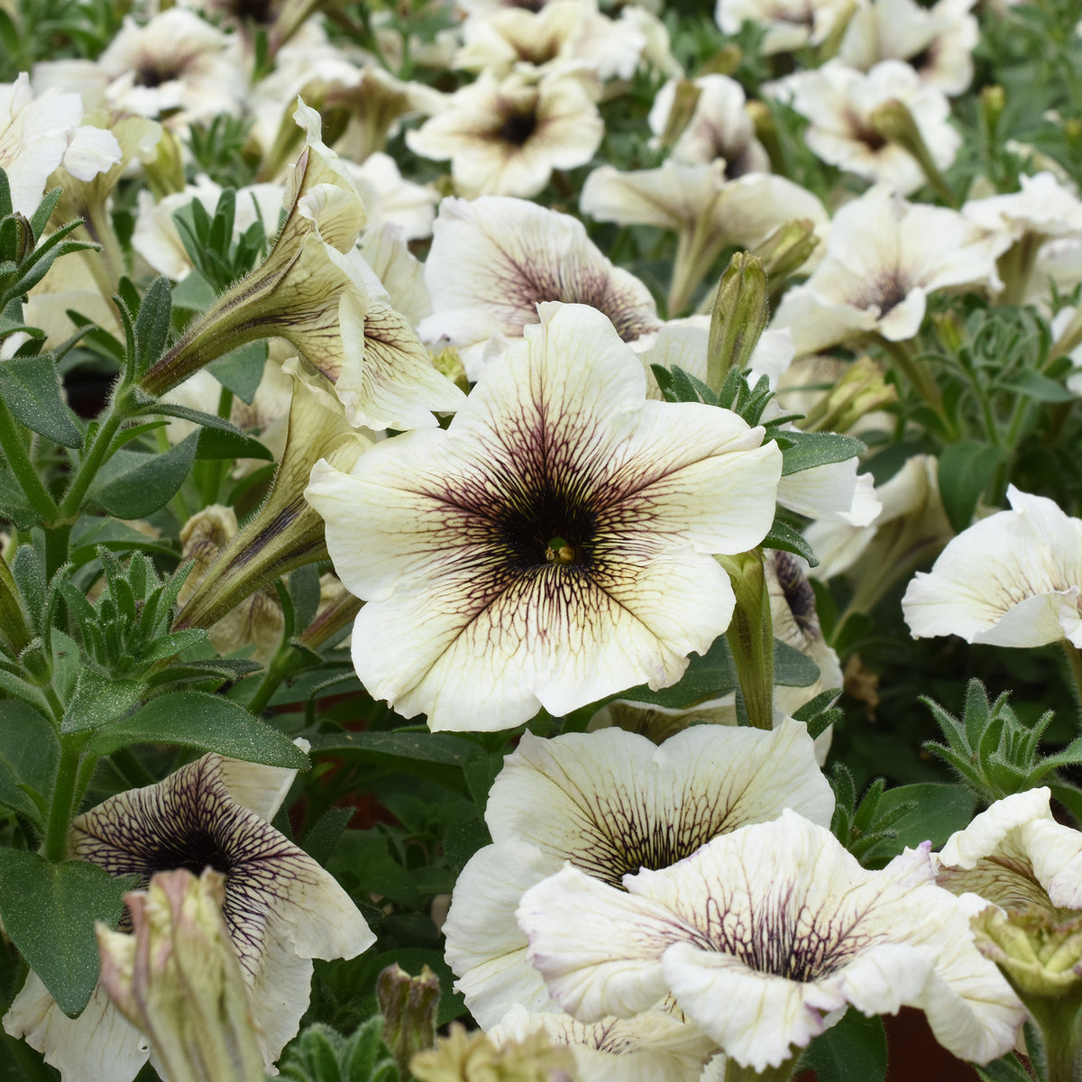 Tuinpetunia - Willemse