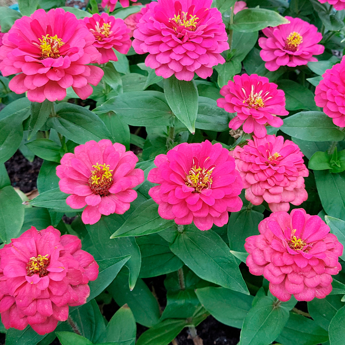 Fuchsia zinnia - Zinnia elegans fuchsia - Willemse