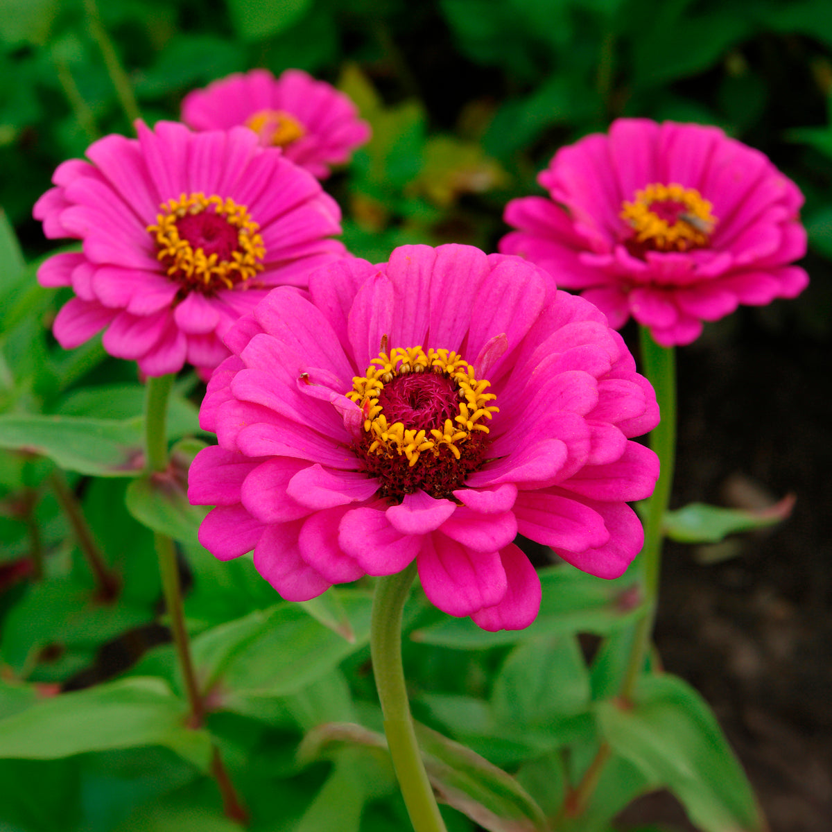 Fuchsia zinnia - Willemse