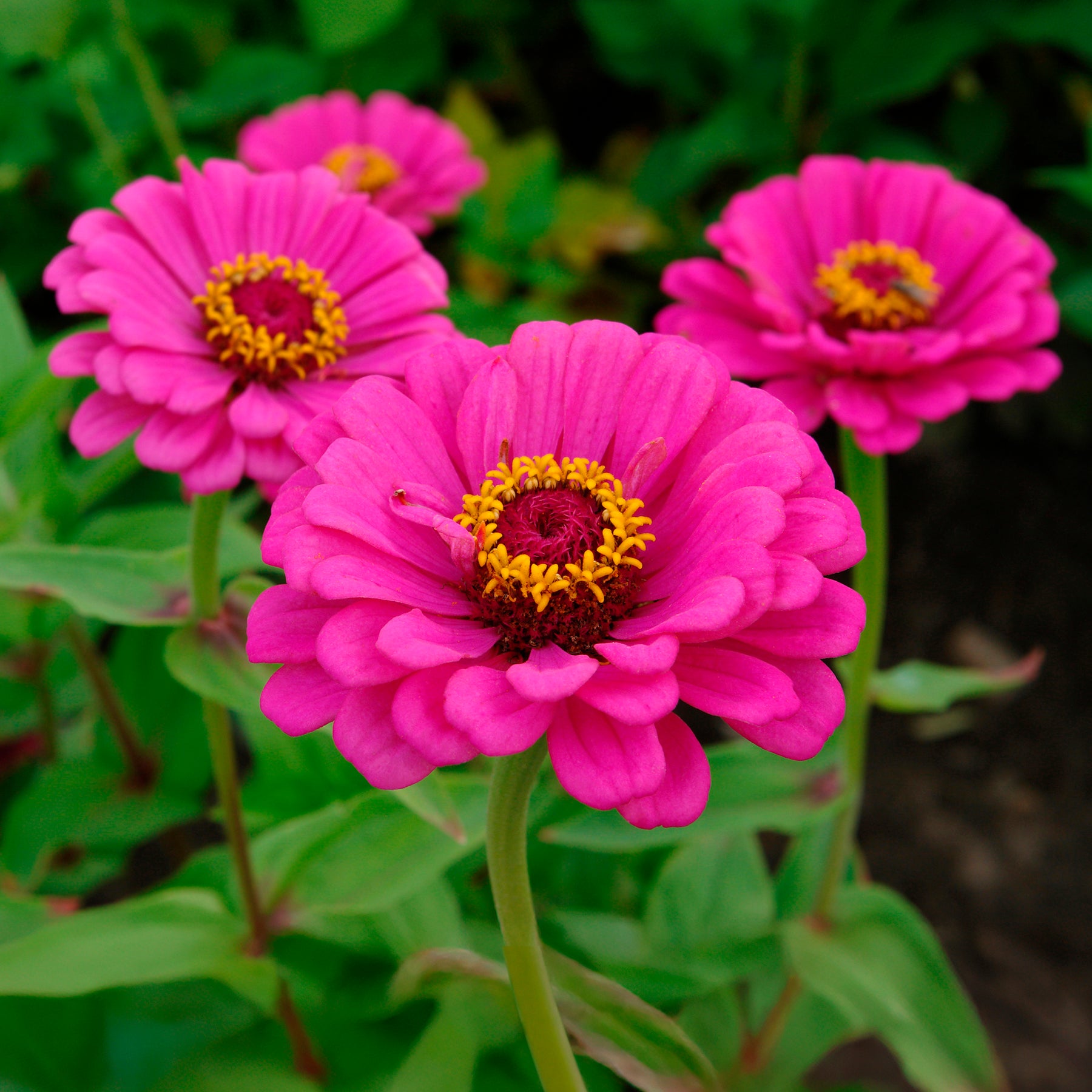 Fuchsia zinnia - Willemse