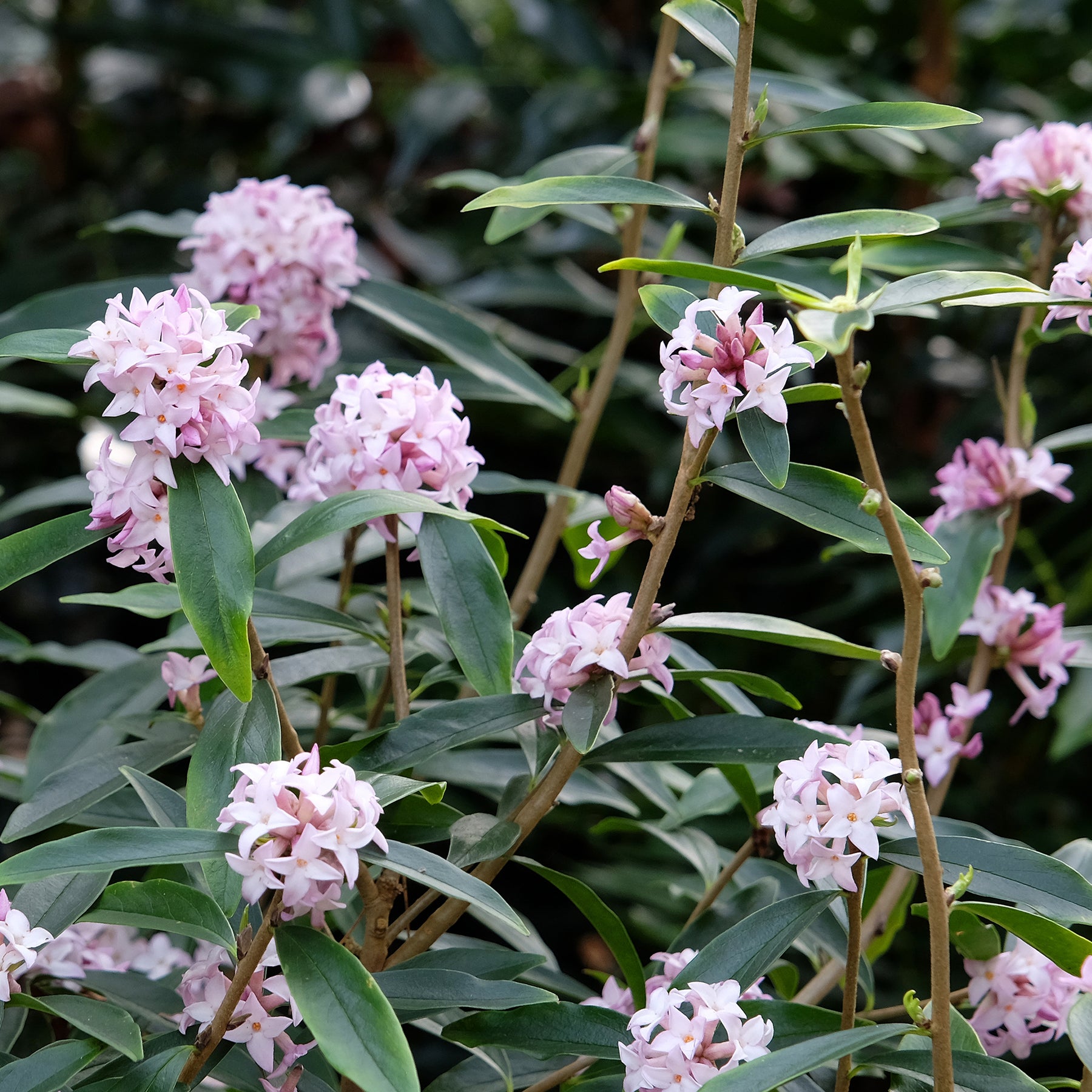 Daphne Spring beauty - Willemse