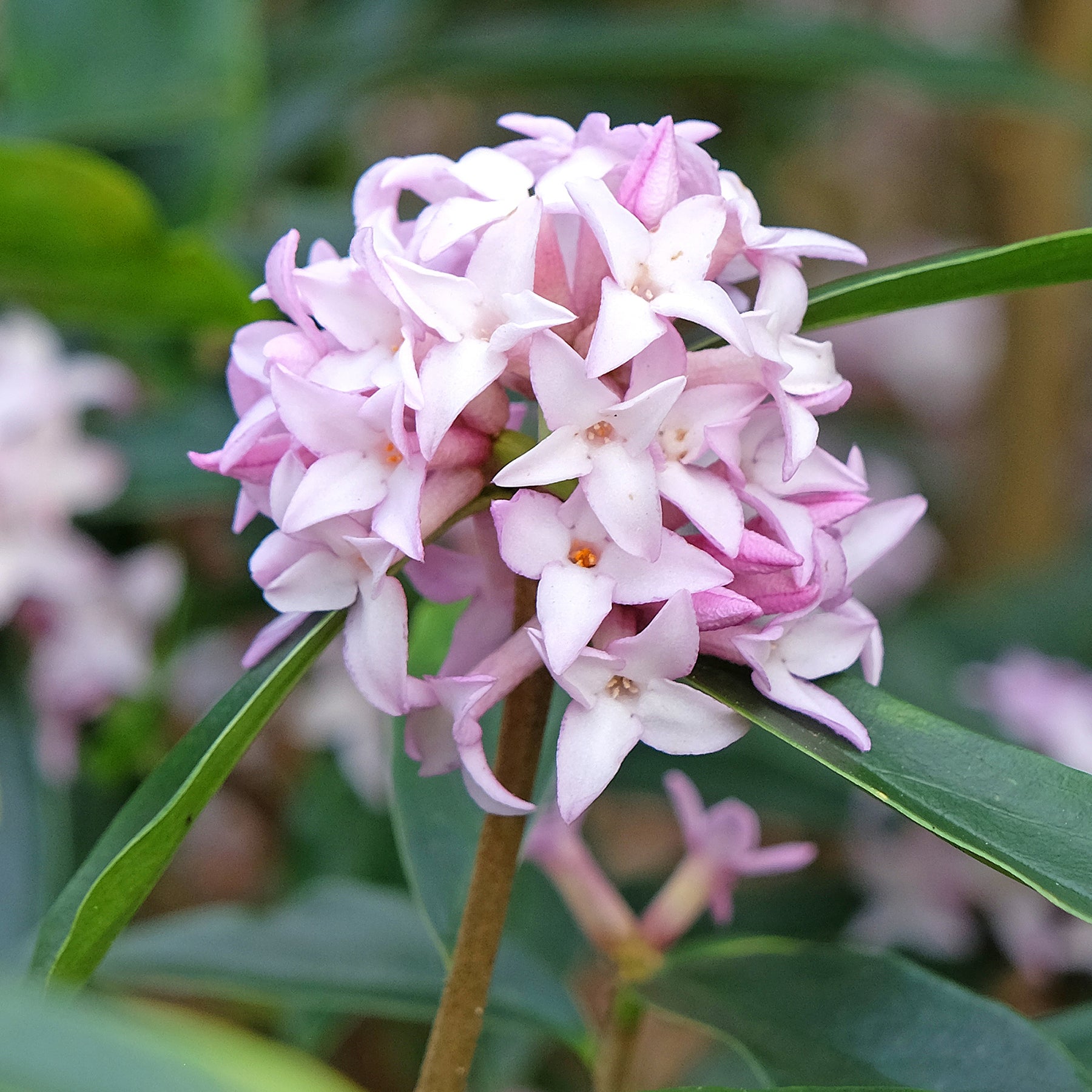 Daphne Spring beauty - Daphne bholua Spring Beauty® - Willemse