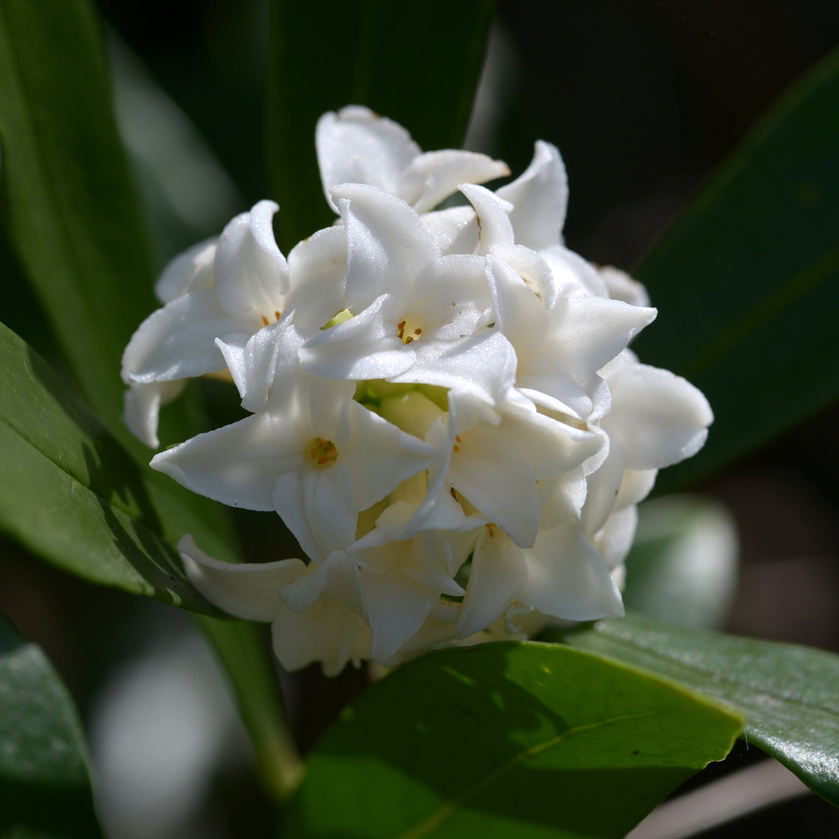 Daphne Perfum Princess White