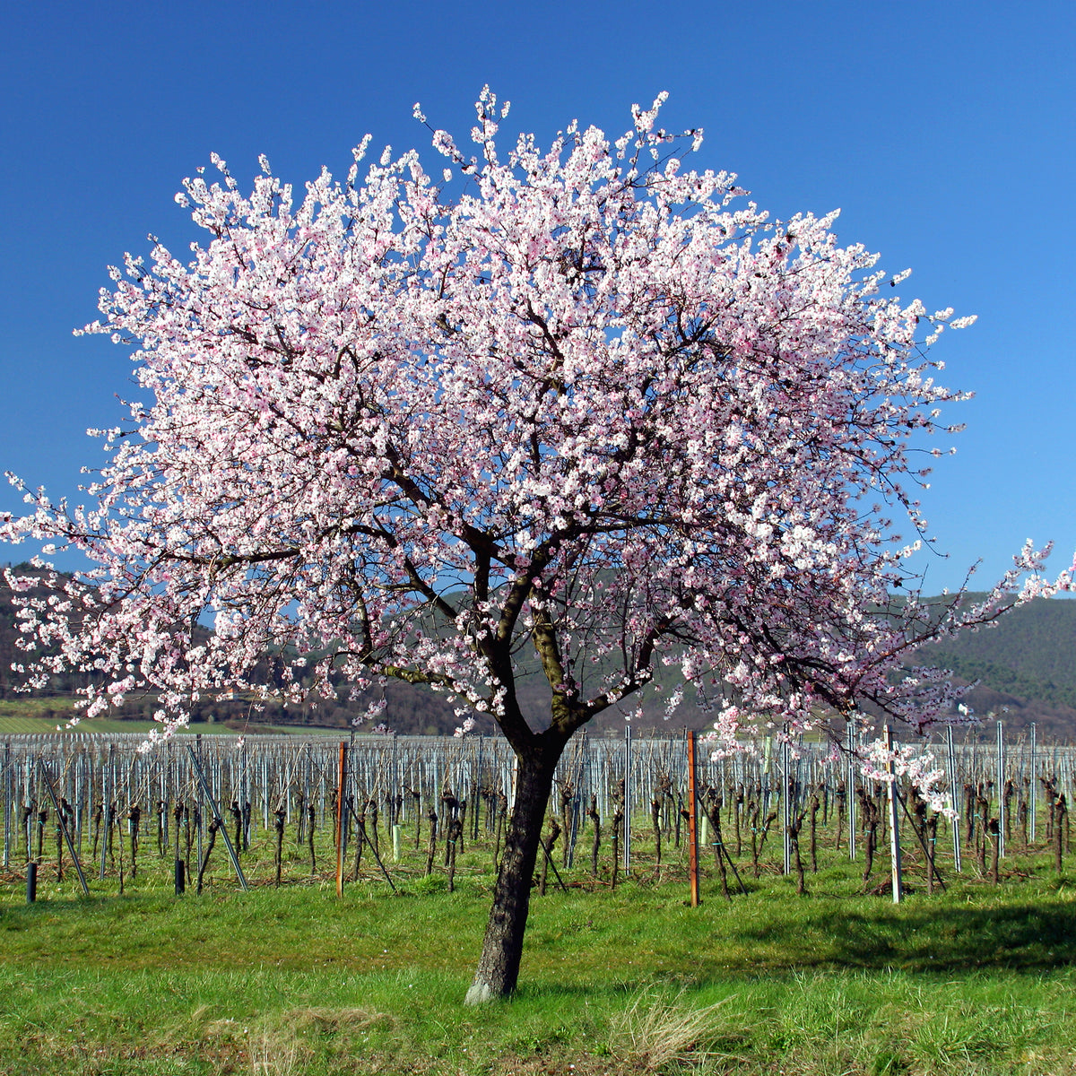 Zoete amandel - Willemse