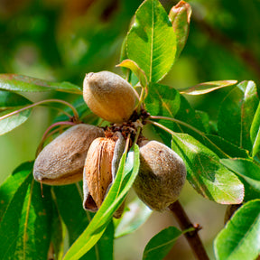 Zoete amandel - Prunus amygdalus Dulcis - Willemse