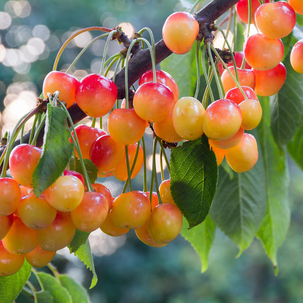 Kersenboom Büttners Rode Kriek - Prunus avium Büttners Rote Knorpelkirsche - Willemse