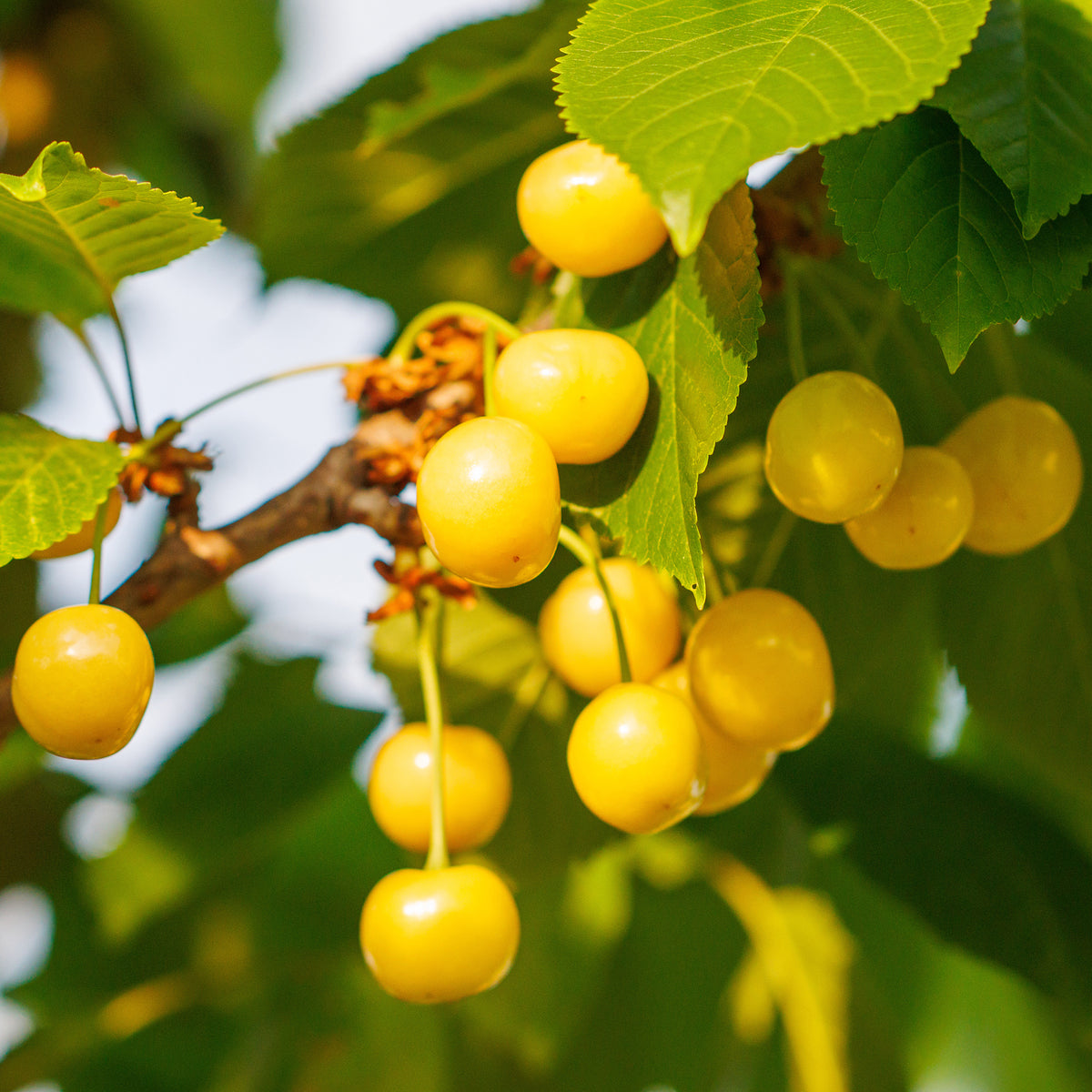 Prunus avium Dönissens Gelbe Knorpelkirsche - Kersenboom Dönissens Gele - Kersenbomen
