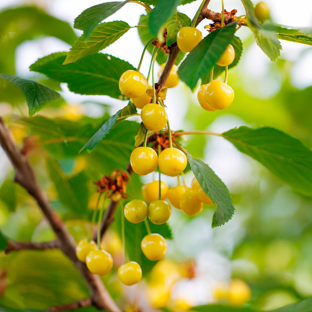 Kersenboom Dönissens Gele - Prunus avium Dönissens Gelbe Knorpelkirsche - Willemse