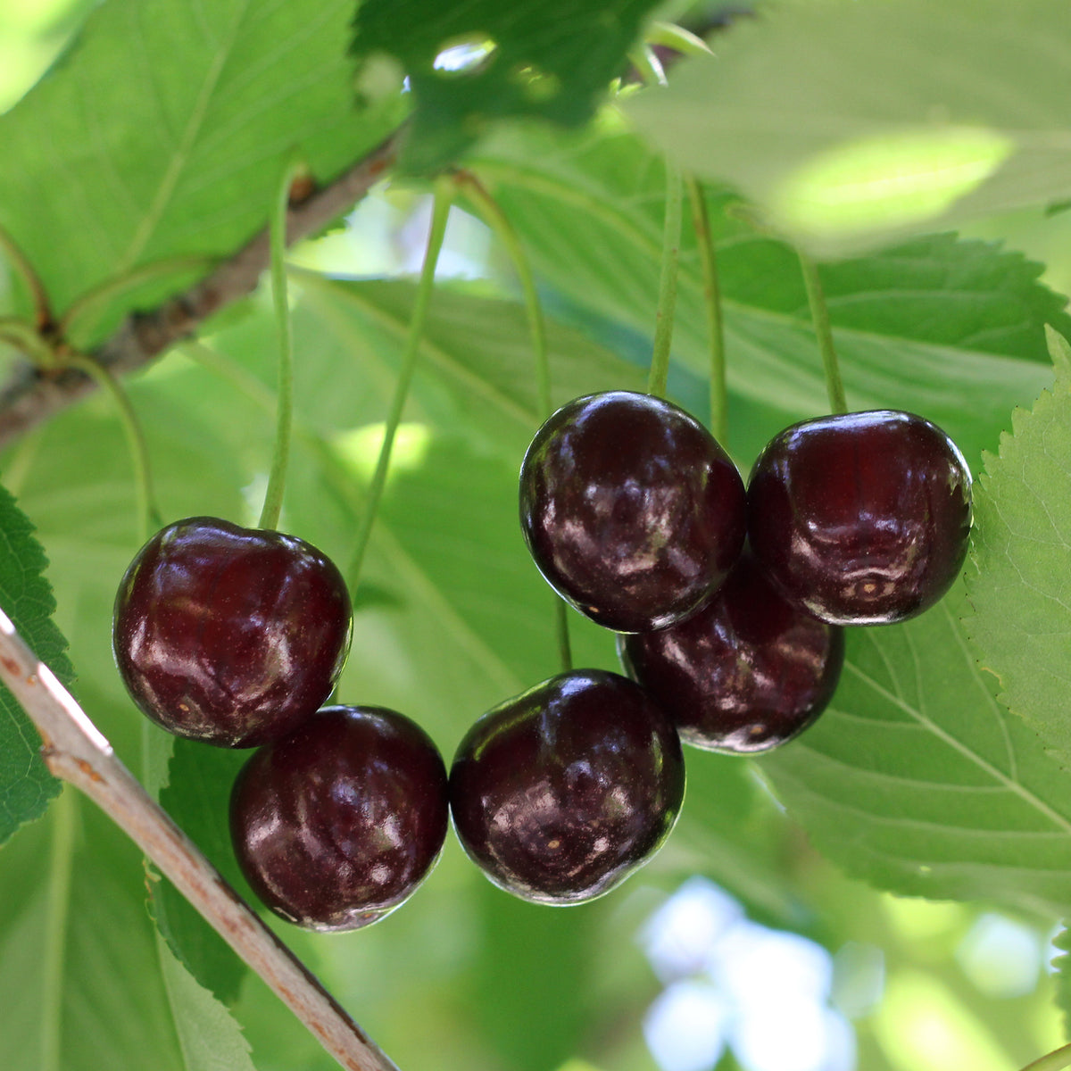 Kersenboom Grote Zwarte Kriek - Prunus avium Große Schwarze Knorpelkirsche - Willemse