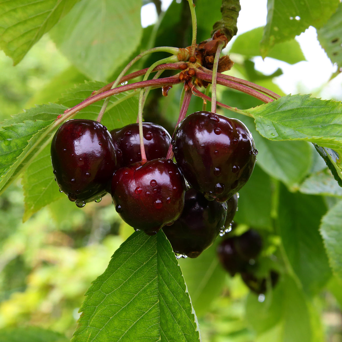 Kersenboom Grote Zwarte Kriek - Willemse