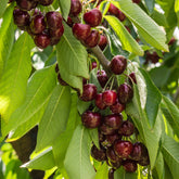 Kersenboom Stella - Prunus avium Stella - Willemse