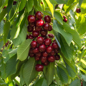 Kersenboom Stella - Willemse