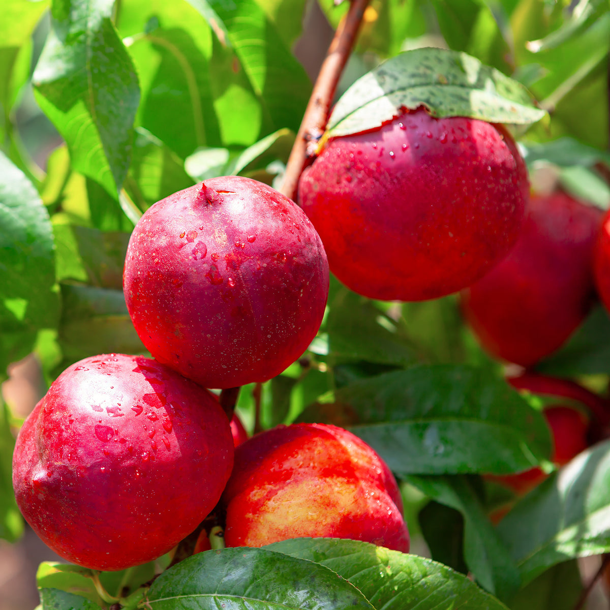 Nectarineboom Flavortop - Prunus persica nucipersica Flavor Top - Willemse