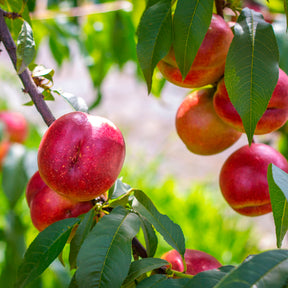 Nectarineboom Flavortop - Willemse