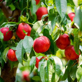Prunus persica nucipersica Flavor Top - Nectarineboom Flavortop - Nectarinebomen