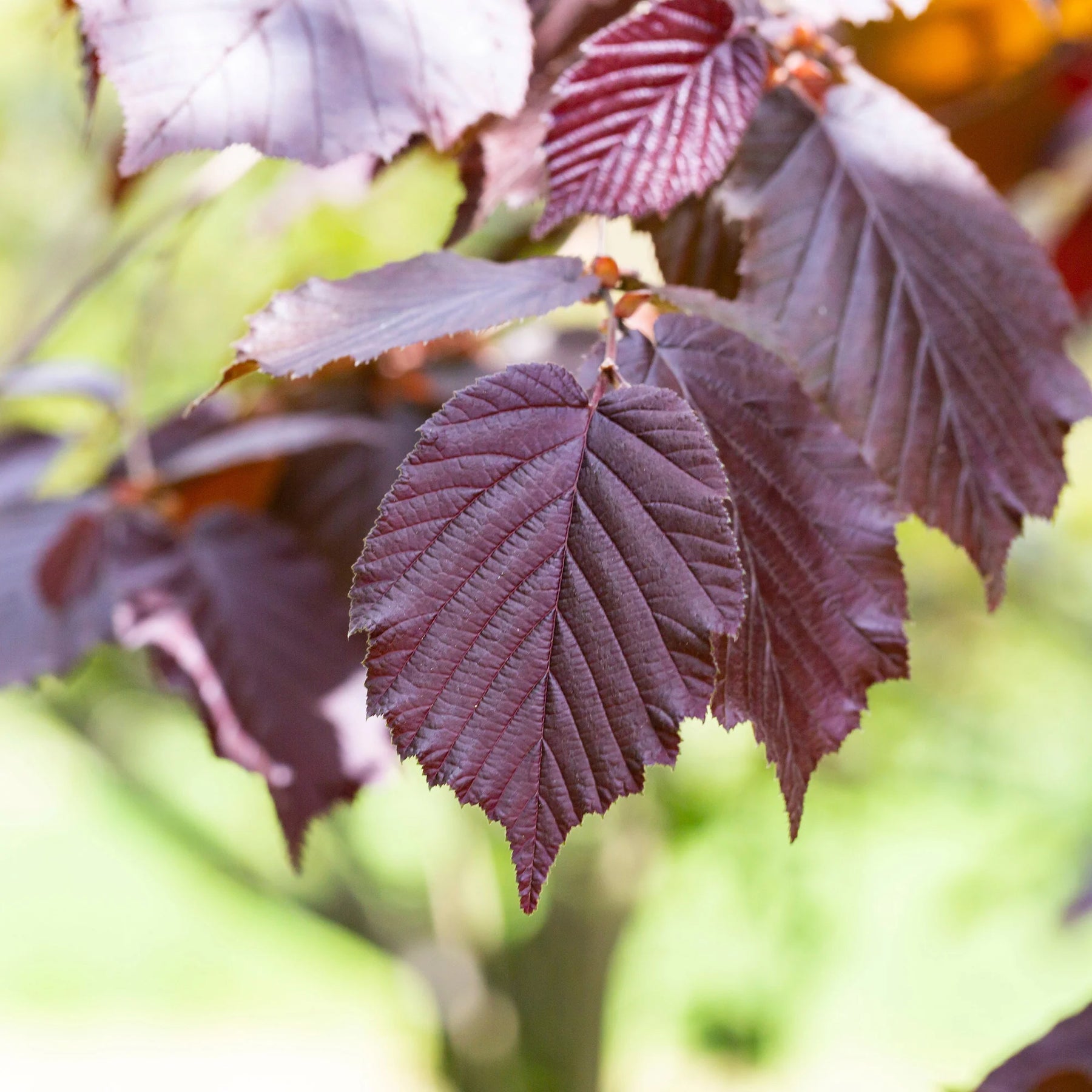 Hazelaar - Hazelaar Rode Zellernoot - Corylus maxima Rote Zellernuss