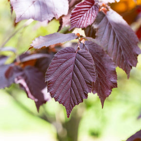 Hazelaar - Hazelaar Rode Zellernoot - Corylus maxima Rote Zellernuss