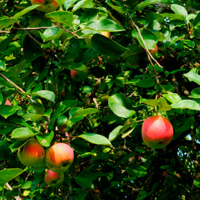 Appelboom Braeburn - Malus domestica Braeburn - Willemse