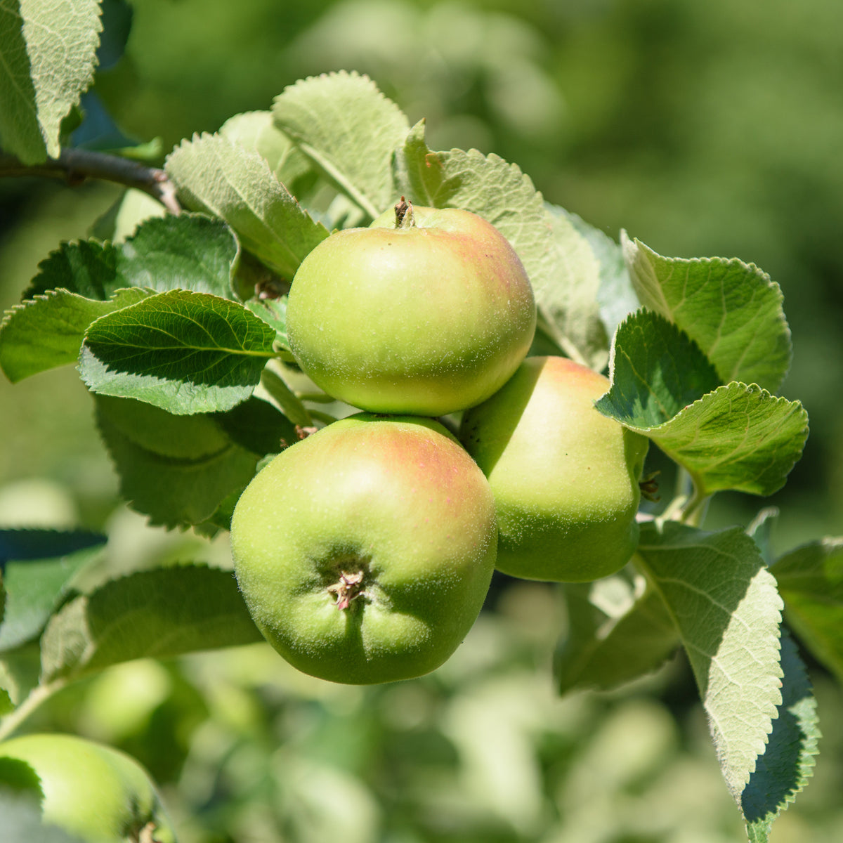 Appelboom Bramleys Seedling - Malus domestica Bramley's Seedling - Willemse