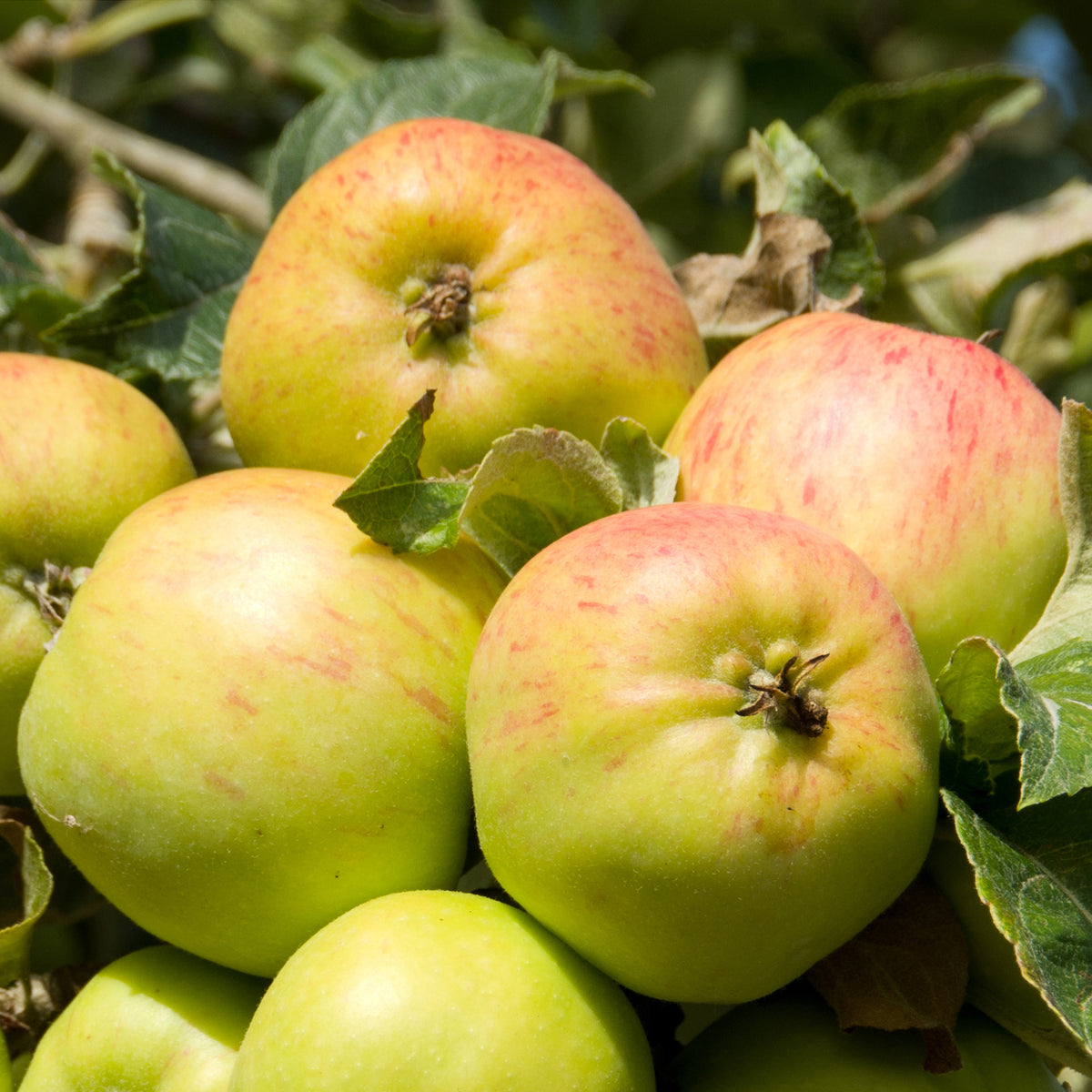 Appelboom Bramleys Seedling - Willemse