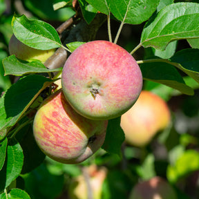 Appelboom Gravenstein - Malus domestica Gravenstein - Willemse